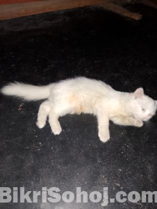 পাসিয়ান বিড়াল